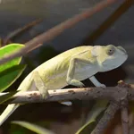 Common African Flap-necked Chameleon
