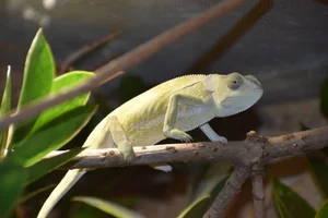 Flapnekkameleon