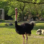 Ostrich