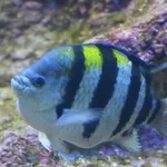 Damselfish