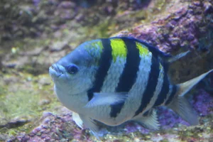 Damselfish