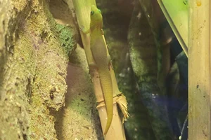 Goudstofdaggekko