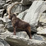 Alpine Ibex