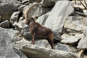 Alpensteenbok