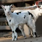 Feral Goat