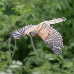 European Kestrel