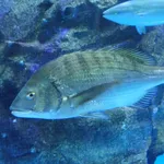 Blackhead Seabream