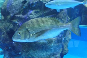 Blackhead Seabream