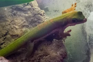 Striped Day Gecko