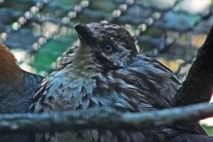 Chinese Babax