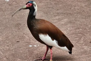 Kuifibis