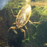 Indo-East Mediterranean Giant Water Bug