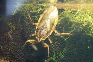 Indo-East Mediterranean Giant Water Bug