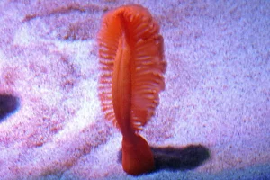 Gurney's sea pen