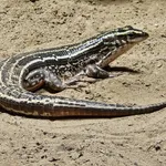 Madagascan Plated Lizard