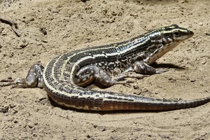 Vierstreepgordelhagedis