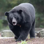 Asiatic Black Bear
