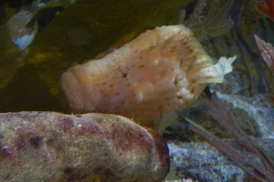 Aetapcus maculatus