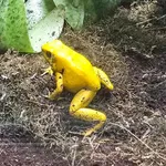 Golden Poison Frog