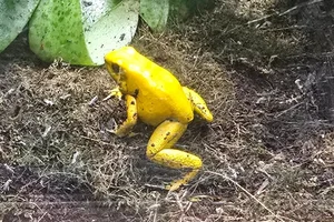Golden Poison Frog
