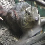 Large Treeshrew