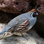 Gambel's Quail