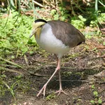 Masked Lapwing