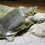 Chinese Softshell Turtle