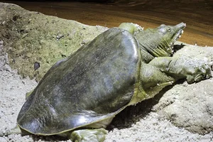 Chinese weekschildpad