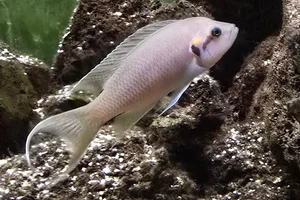 fairy cichlid