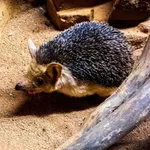 Long-eared Hedgehog