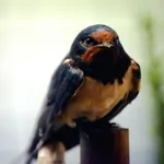 Barn Swallow