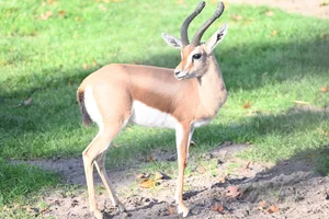 Dorcasgazelle