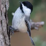 Black-capped Chickadee