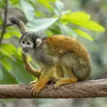 Bolivian Squirrel Monkey