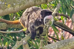Keizertamarin