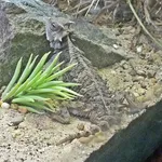 Giant Horned Lizard