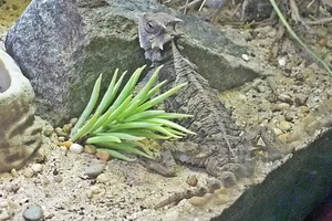 Giant Horned Lizard