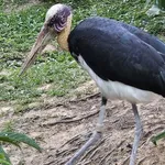 Lesser Adjutant