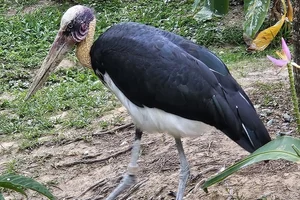 Javaanse Maraboe