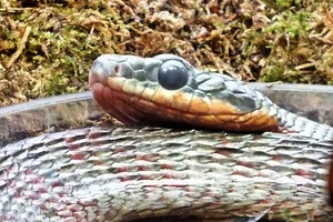 Puffing Snake