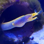 Ribbon Moray