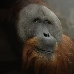 Sumatran Orangutan