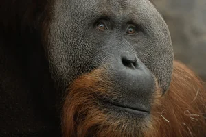 Sumatraanse Orang-oetan