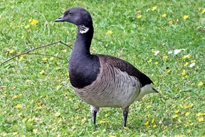 Witbuikrotgans