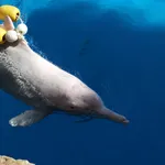 Indo-Pacific Humpback Dolphin