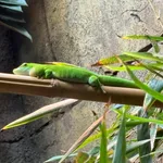 Giant Madagascar Day Gecko