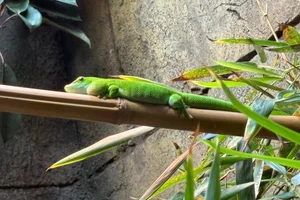 Giant Madagascar Day Gecko