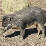 Visayan Warty Pig