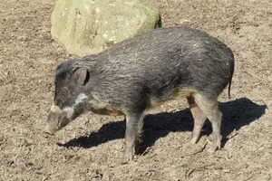 Visayawrattenzwijn